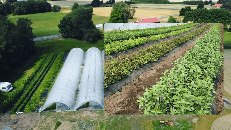 Thai Grönsaker Essunga/Suan pak thai